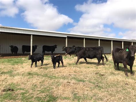 fort smith stockyards cattle prices